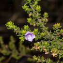 Image of Prostanthera rugosa A. Cunn. ex Benth.