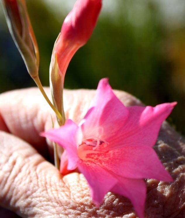 Imagem de Gladiolus meridionalis G. J. Lewis