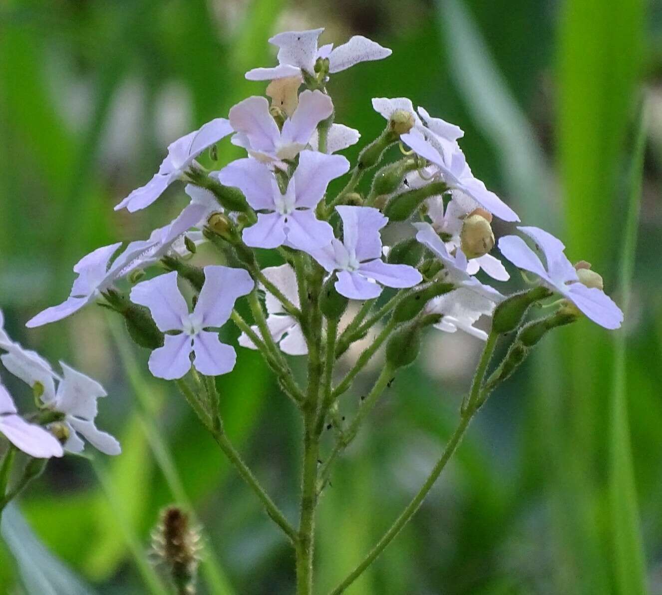 Image of Stylidium affine Sonder