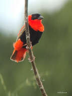 Image of Northern Red Bishop