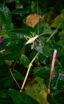 Image of Broad-winged Tree Cricket