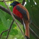 Image of Red-naped Trogon