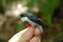 Image of Black-belted Flowerpecker