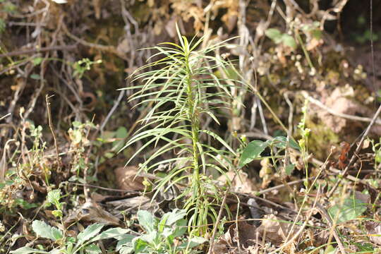 Podocarpus parlatorei Pilg. resmi