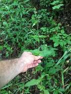 Image of Kral's beardtongue