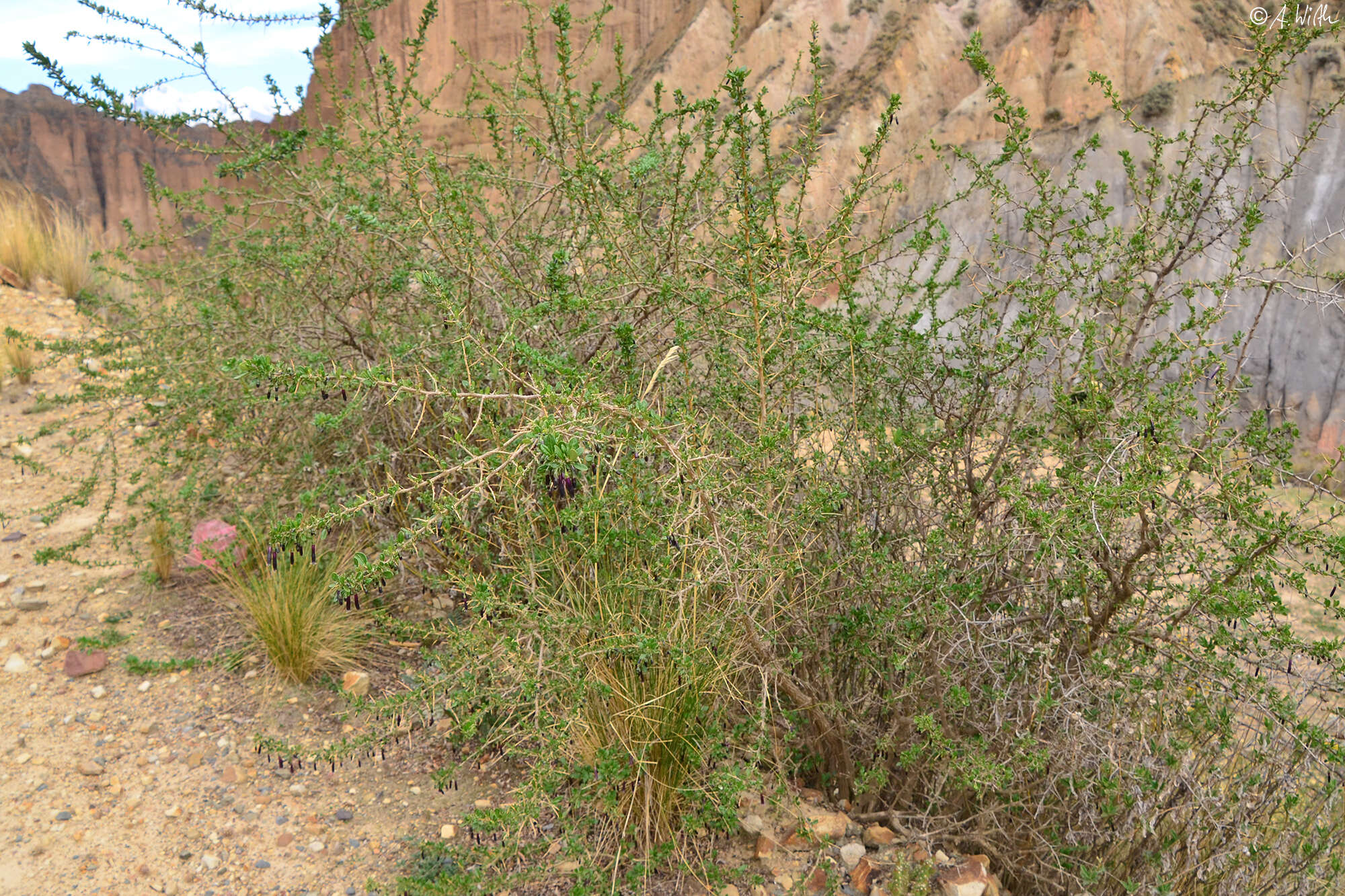 Image of Dunalia brachyacantha Miers