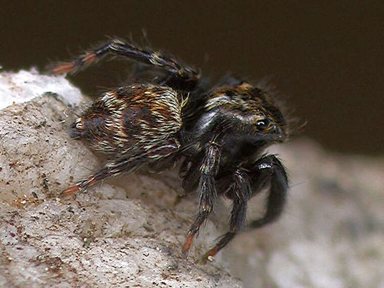 Imagem de Pseudeuophrys erratica (Walckenaer 1826)