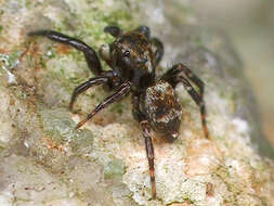 Imagem de Pseudeuophrys erratica (Walckenaer 1826)