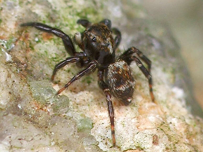 Imagem de Pseudeuophrys erratica (Walckenaer 1826)