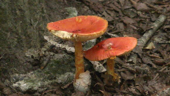 Image of Amanita hemibapha (Berk. & Broome) Sacc. 1887