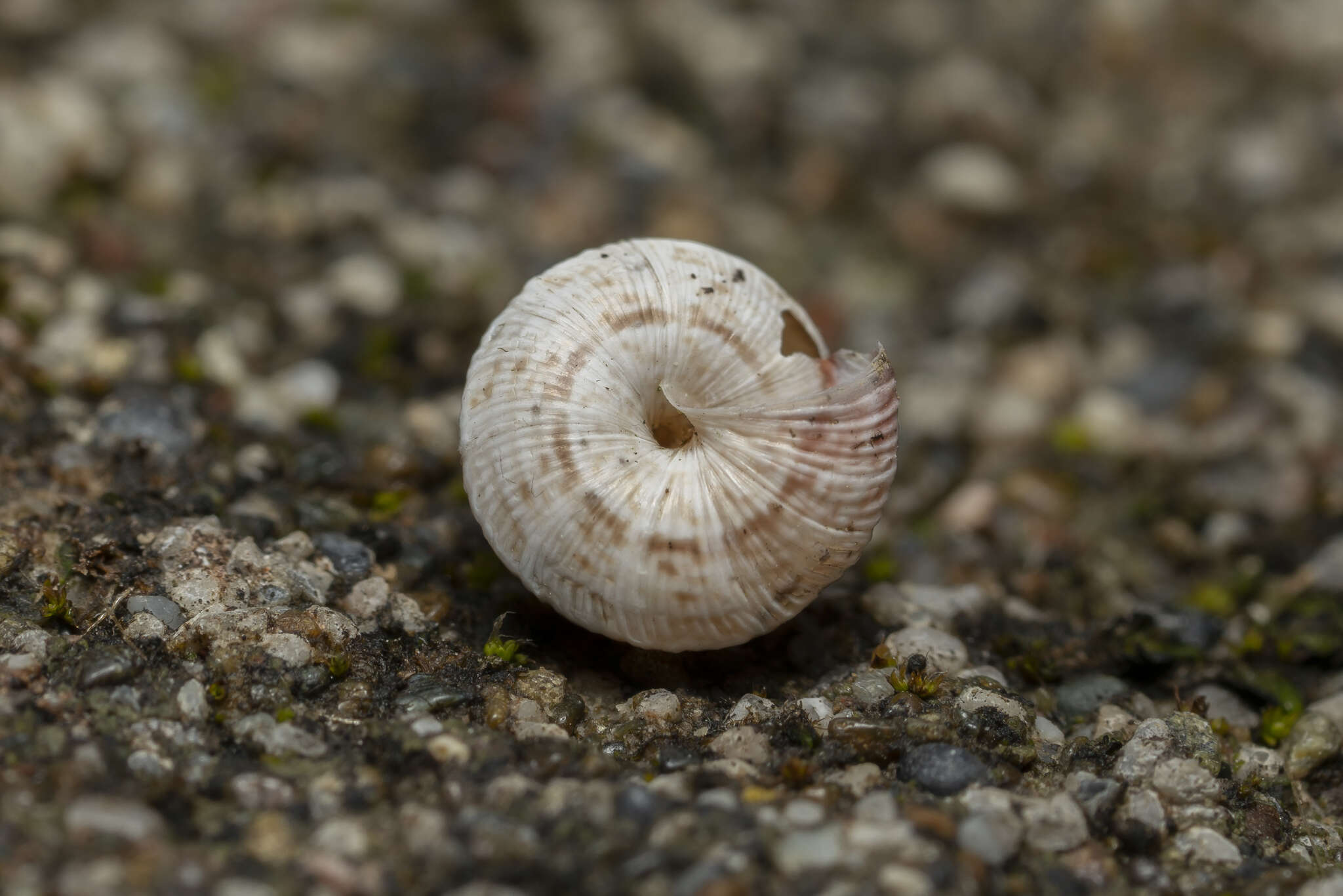 Image of Trochoidea trochoides (Poiret 1789)