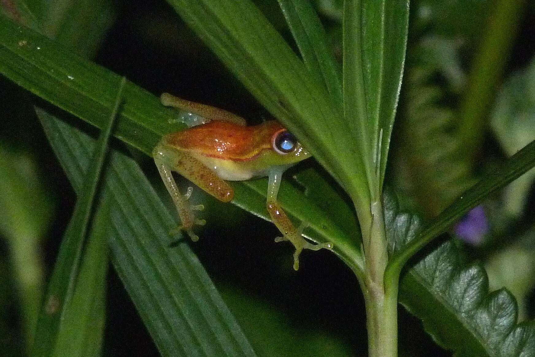 Image of Boana atlantica (Caramaschi & Velosa 1996)