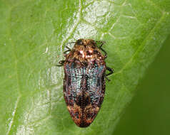 Imagem de Brachys aerosus Melsheimer 1845