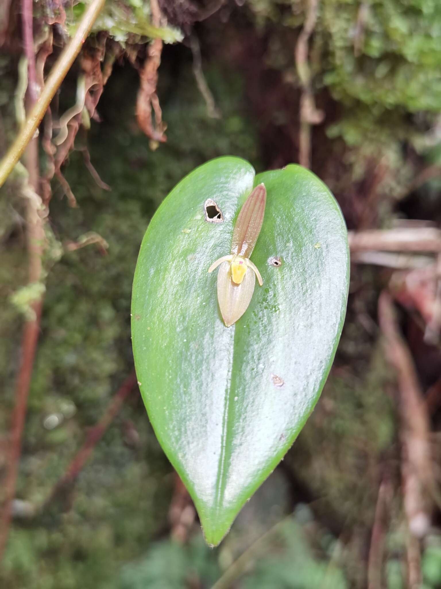 Image of Pleurothallis homalantha Schltr.