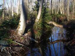 Image of Oregon Alder