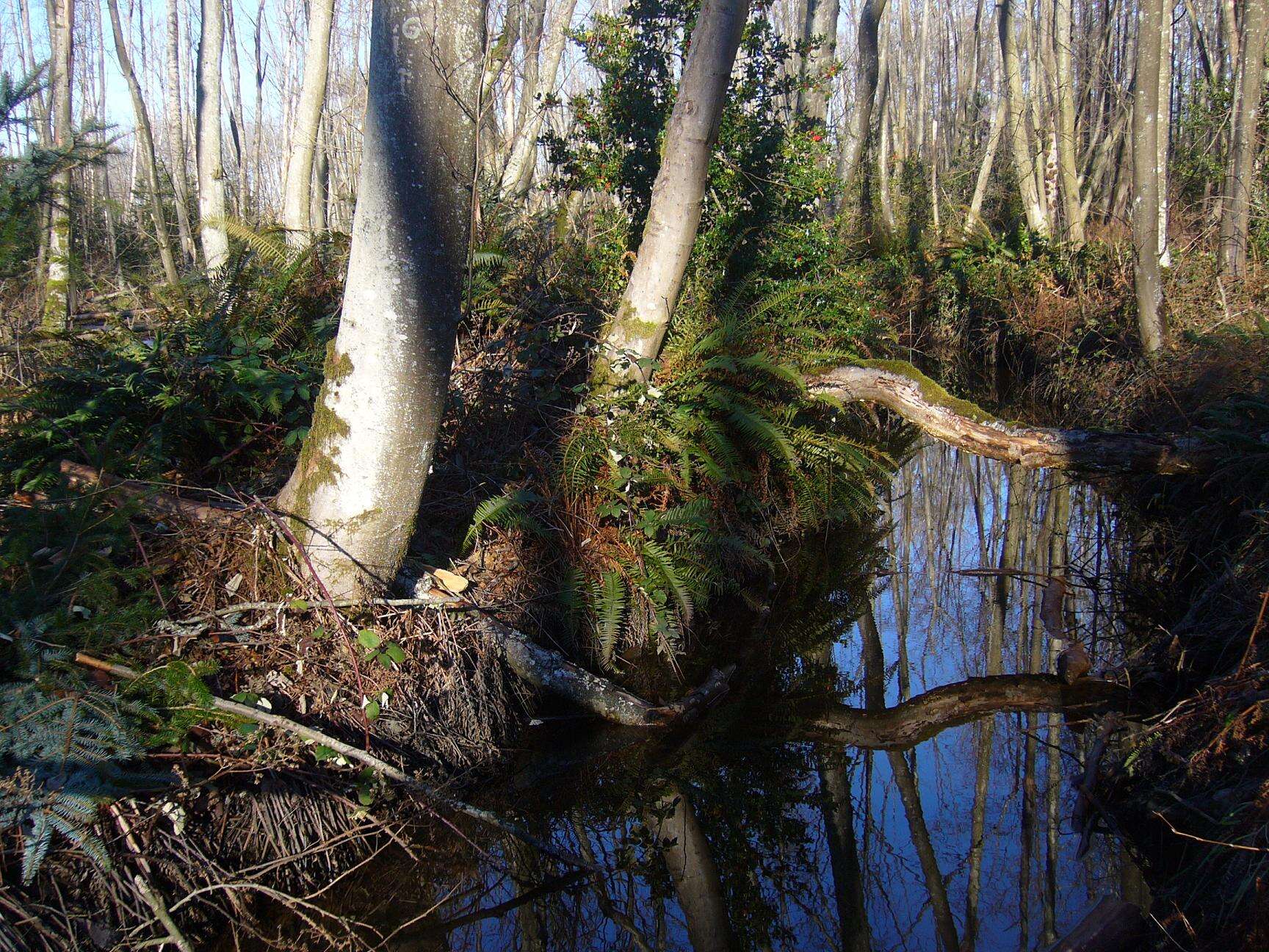 Image of Oregon Alder