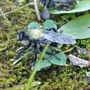 Image of Laphria divisor (Banks 1917)