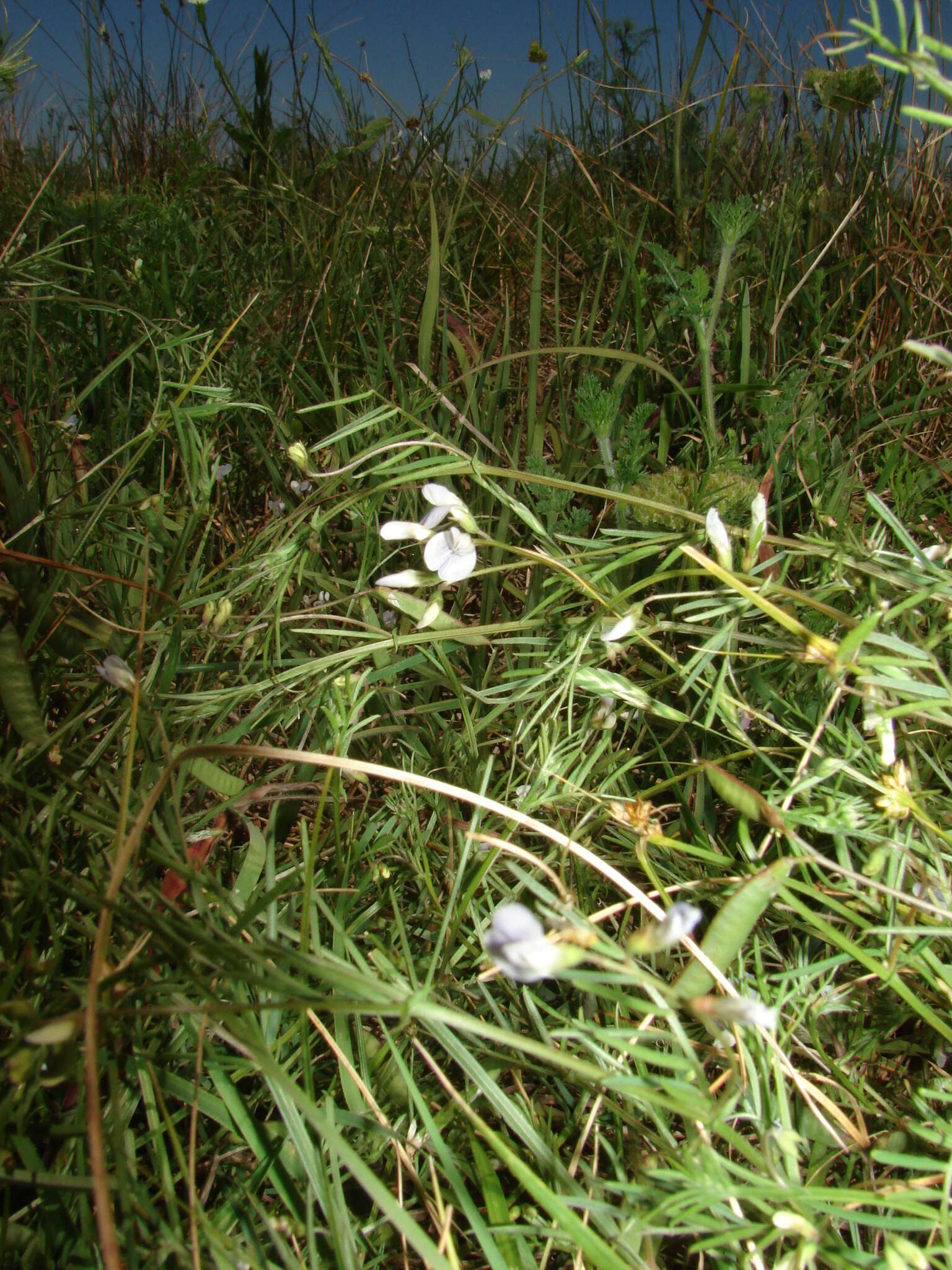 Imagem de Vicia pampicola Burkart