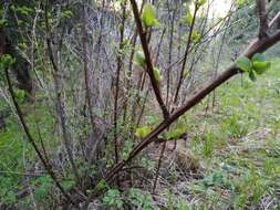 Imagem de Berberis heteropoda Schrenk