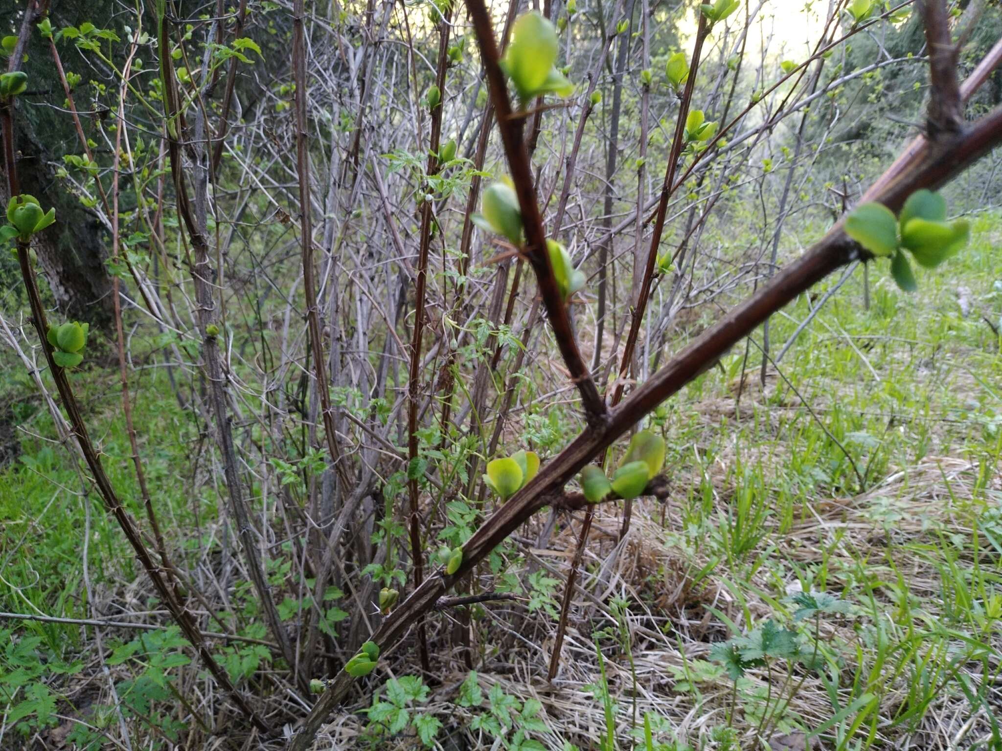 Imagem de Berberis heteropoda Schrenk