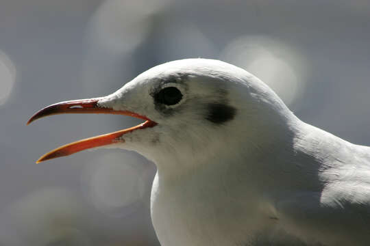 Image of Black-headed Gull