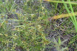 Image of Yellow Flat Sedge