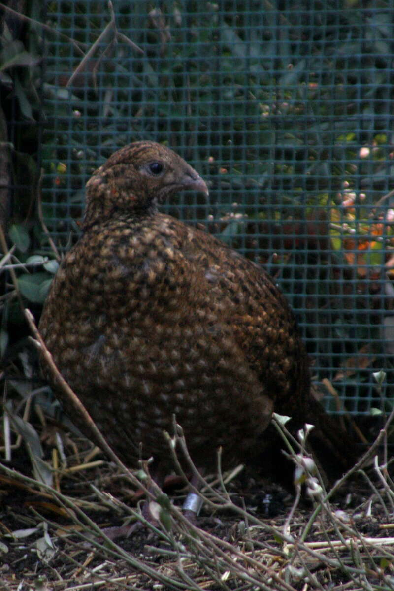 Imagem de Tragopan Cuvier 1829