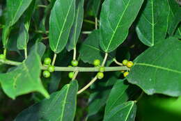 Image of Ficus cumingii Miq.