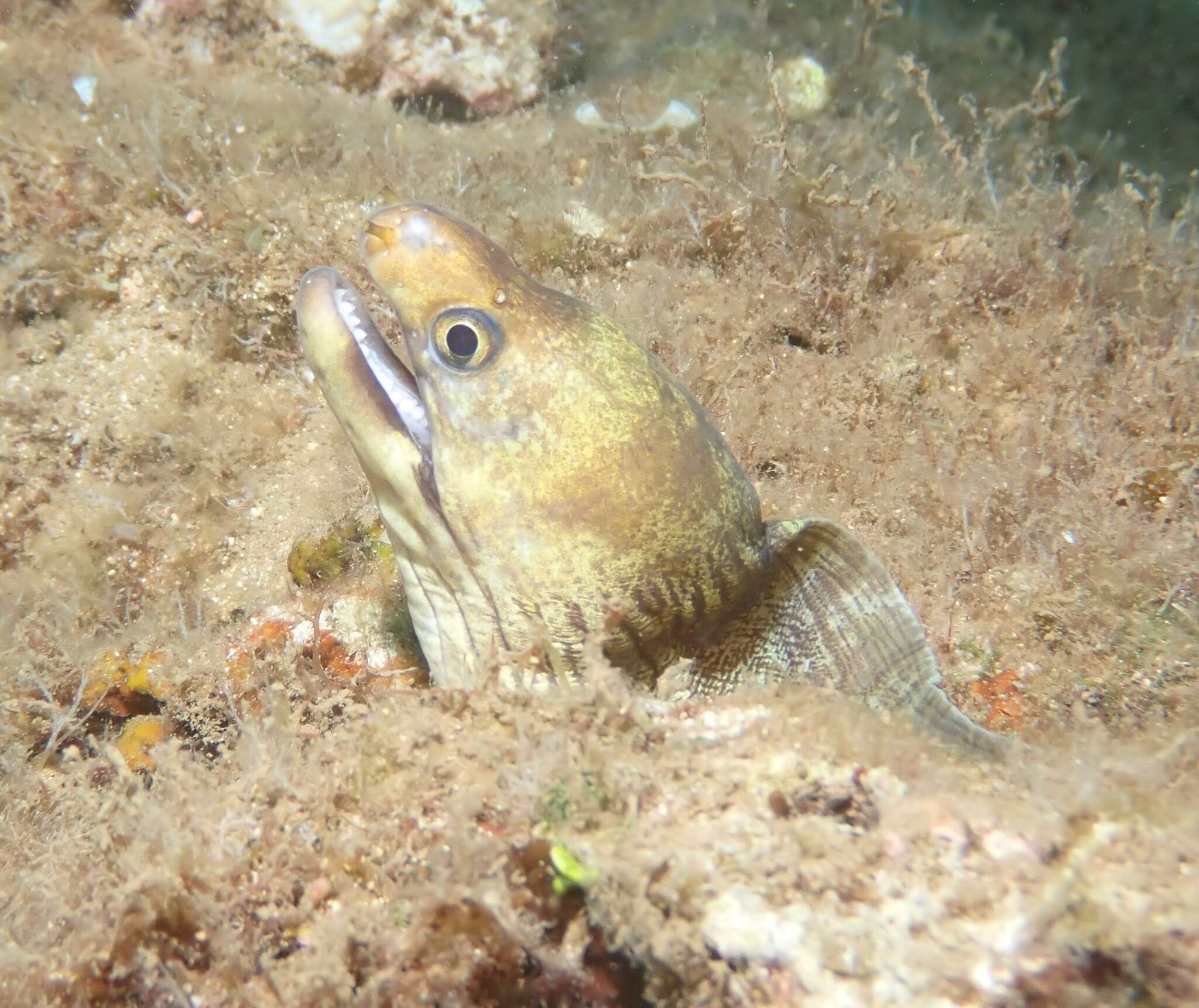 Image of Barred moray