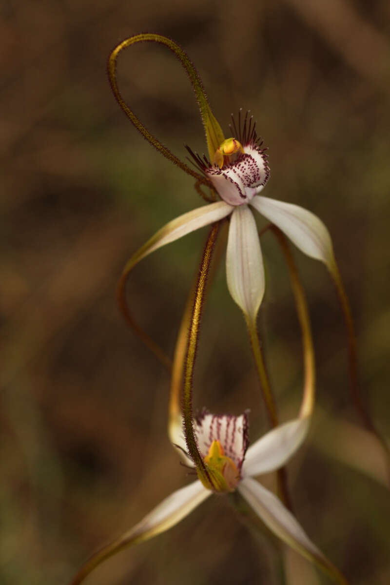 Image of Daddy-long-legs spider orchid