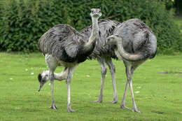 Image of Common Rhea