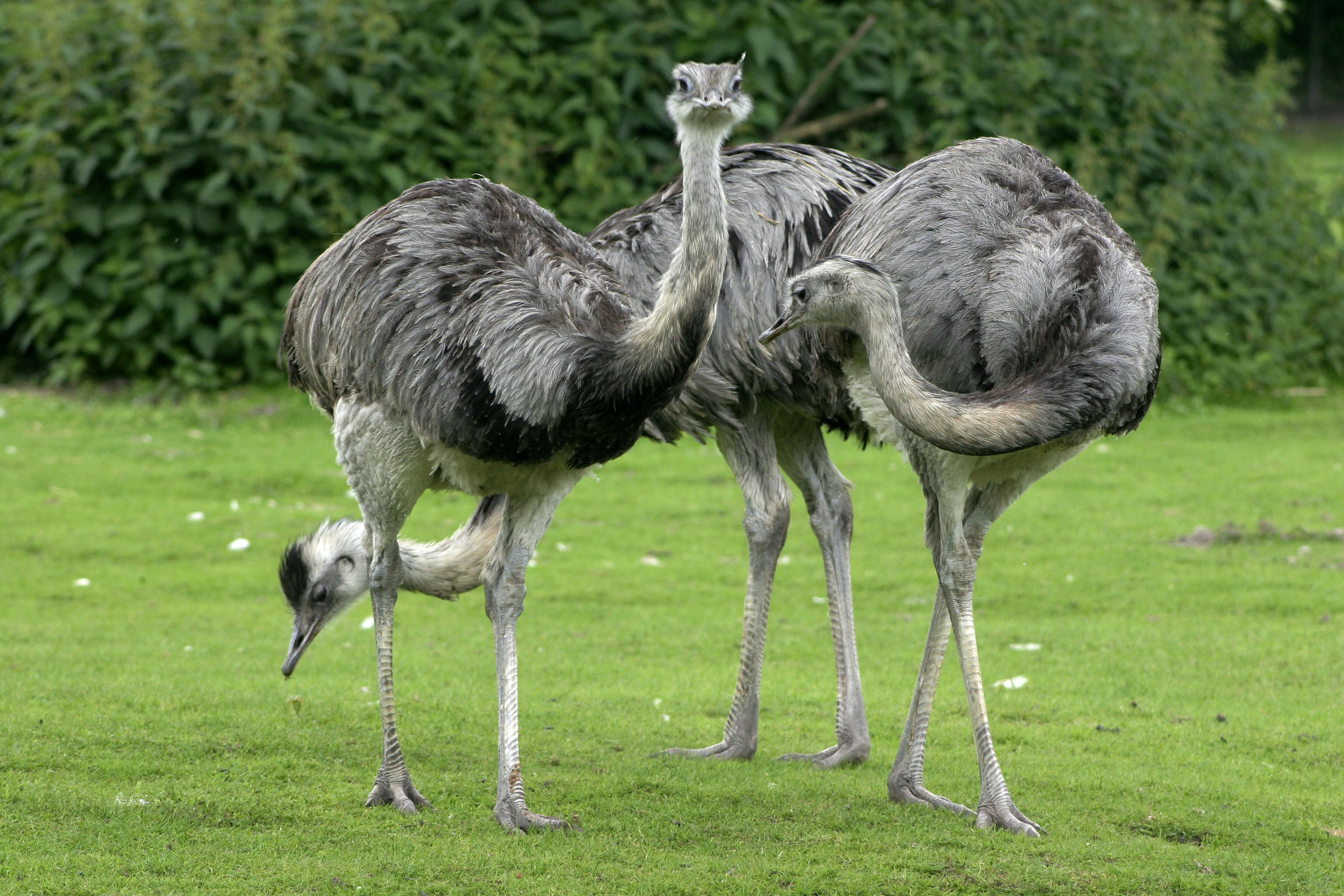 Image of Common Rhea