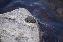 Image of Sierra Nevada Yellow-legged Frog