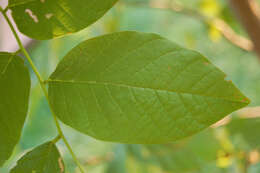 Image of yellowwood