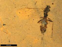 Plancia ëd Ichneumonidae