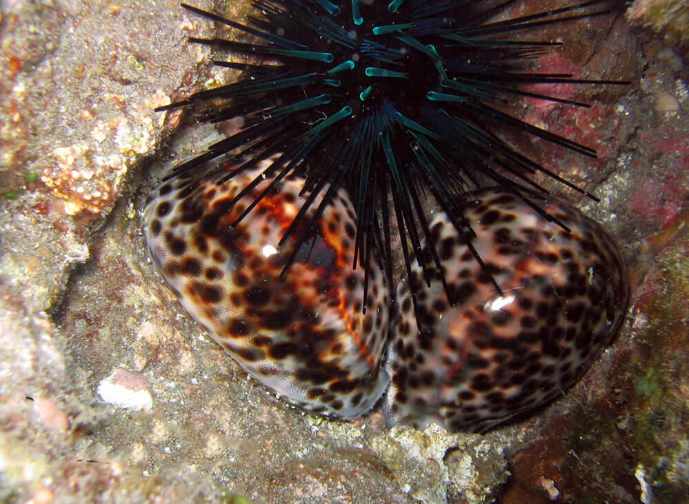 Plancia ëd Echinothrix diadema (Linnaeus 1758)