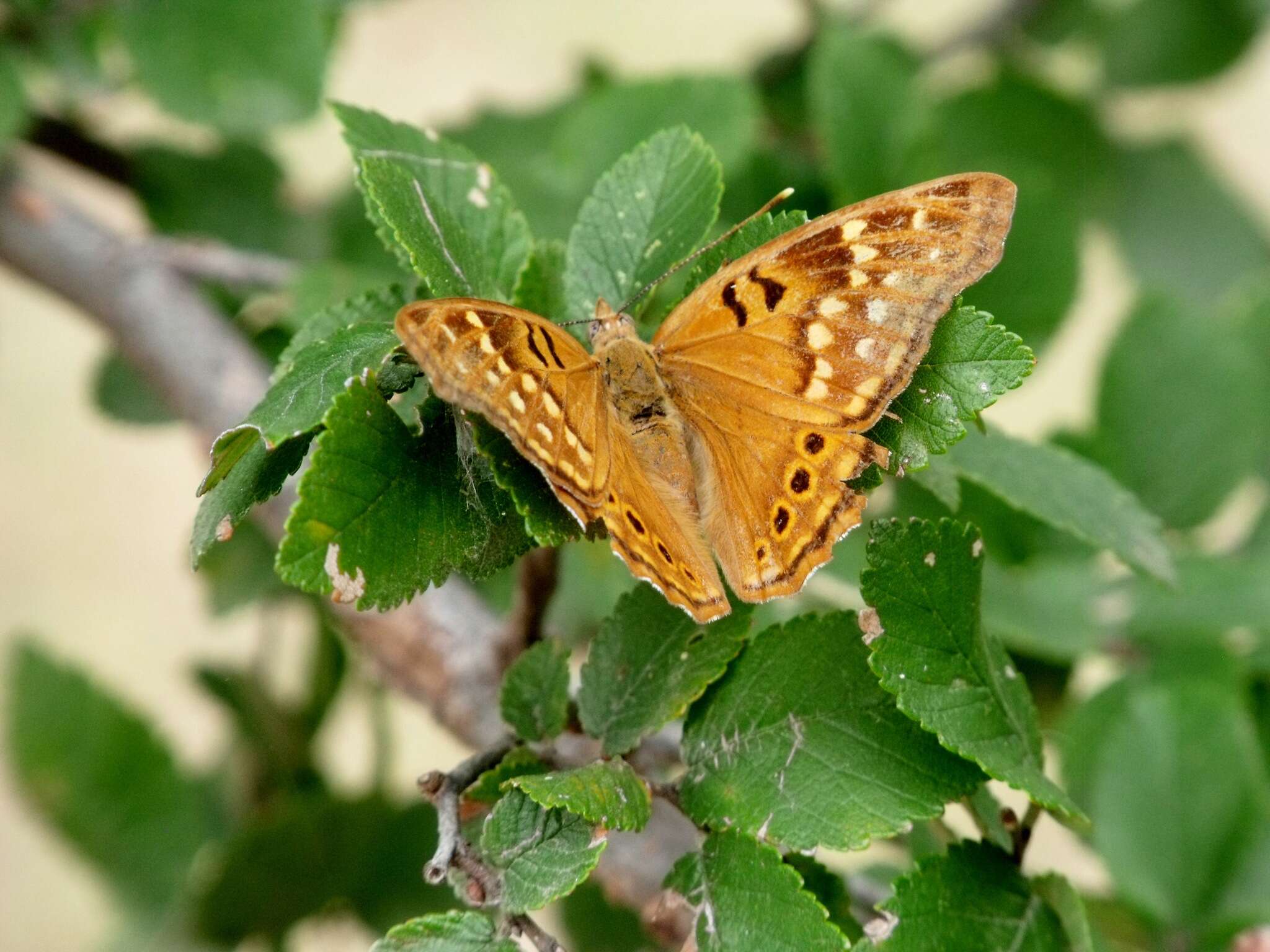 Image of Tawny Emperor