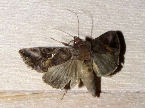 Image de Autographa precationis Guenée 1852