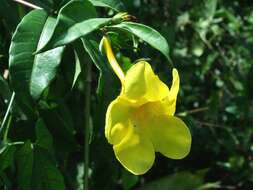 Image of bush allamanda