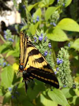 Sivun Papilio pilumnus Boisduval 1836 kuva