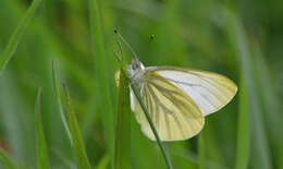 Image of Margined White