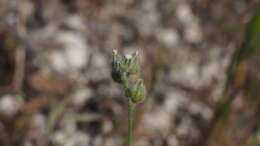 Слика од Plagiobothrys tenellus (Nutt. ex Hook.) A. Gray