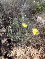 Image of Spear African Daisy