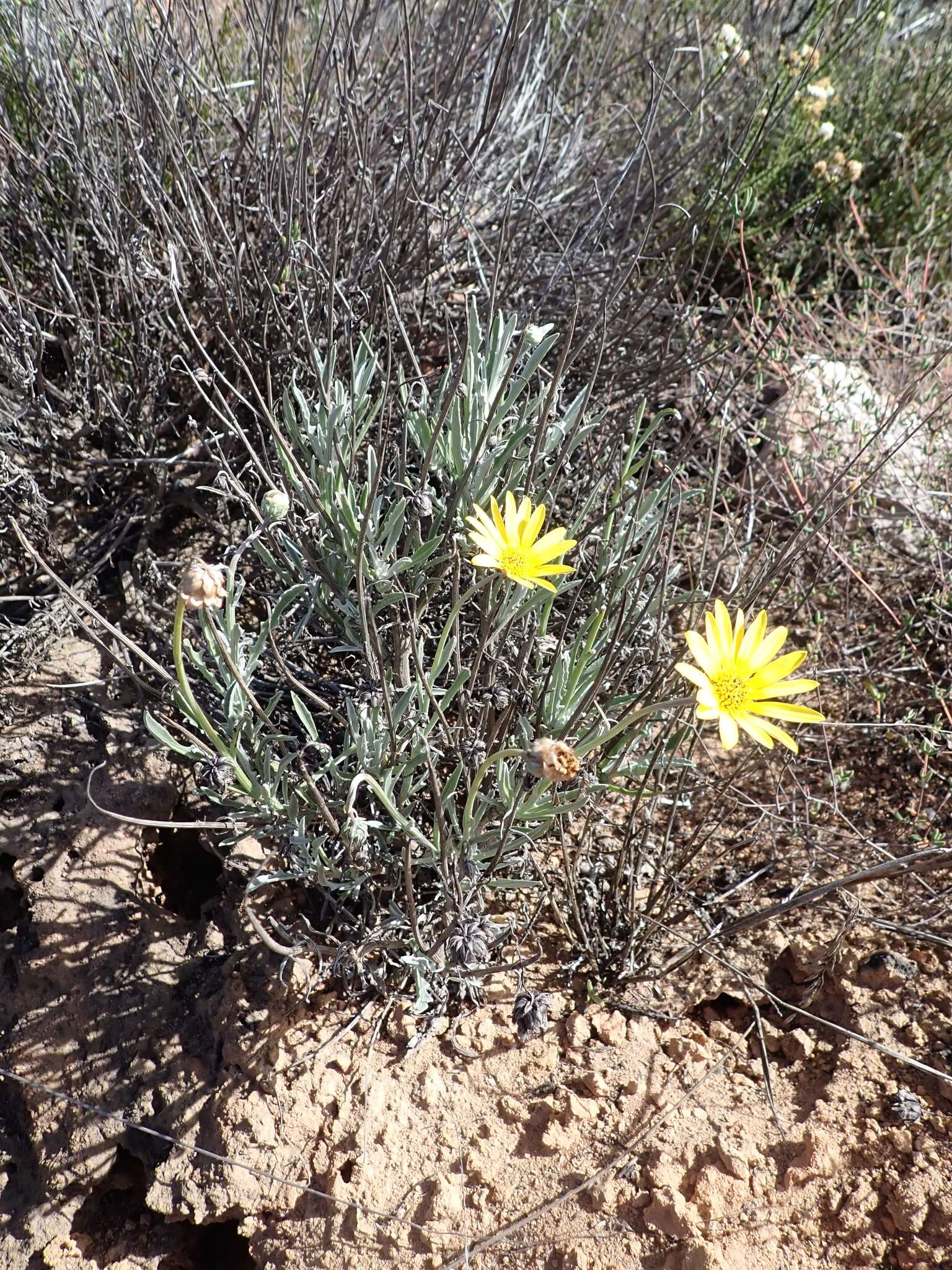 Image of Arctotis lanceolata Harv.