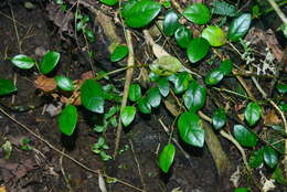 Image of Ficus aurantiaca var. parvifolia