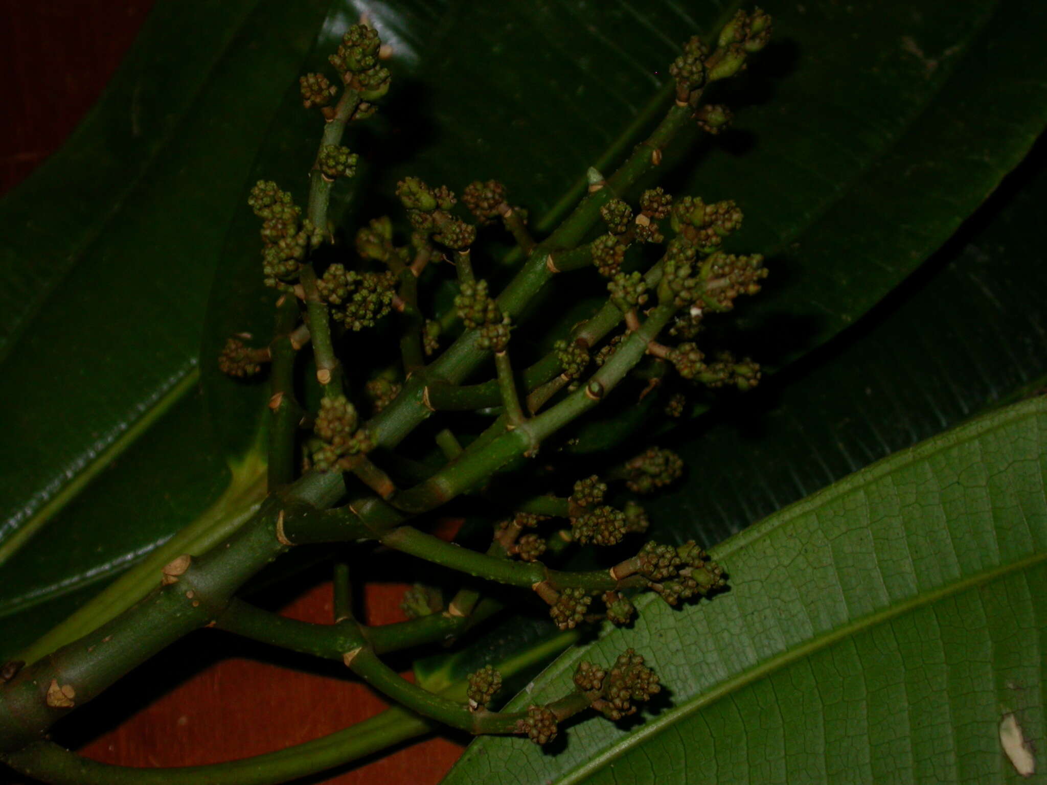 Image of Miconia commutata Almeda