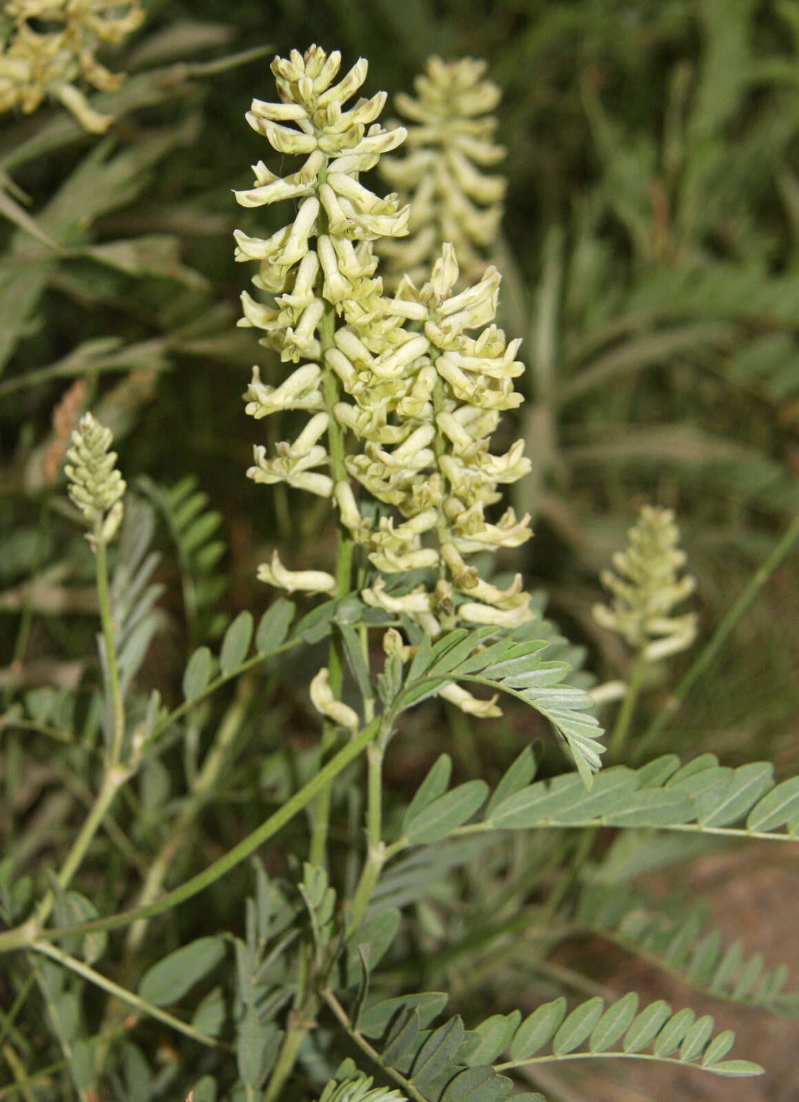 Image of American licorice