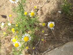 Image of False chamomile