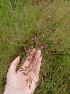 Imagem de Verbena montevidensis Spreng.