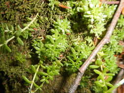 Imagem de Sedum monregalense Balbis